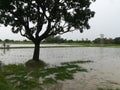 Mango tree framing the paddy fields Royalty Free Stock Photo