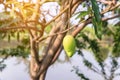 Mango on the tree,Fresh fruit hanging from branches,Bunch of green and ripe mango Royalty Free Stock Photo