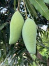 mango on tree. fruit. close up Royalty Free Stock Photo