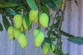 Mango tree Royalty Free Stock Photo