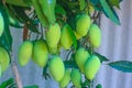 Mango tree Royalty Free Stock Photo