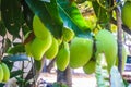 Mango tree Royalty Free Stock Photo