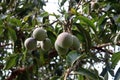 Mango tree Royalty Free Stock Photo