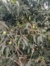 A mango tree with green and raw mangoes on it