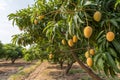 A mango tree with hanging fruit Royalty Free Stock Photo