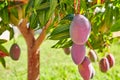 Mango tree with hanging mango fruits