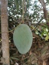 Mango tree in India, fresh mangos in the tree Royalty Free Stock Photo