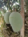 Mango tree in India, fresh mangos in the tree Royalty Free Stock Photo