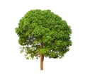 Mango tree isolated on white Royalty Free Stock Photo