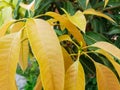 The mango tree is issuing a new shoot, golden yellow.