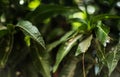 Mango tree leaf landscape with bokeh effect background Royalty Free Stock Photo