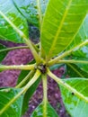 mango tree leaf and water drop Royalty Free Stock Photo