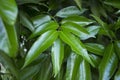 Mango tree leaves. Royalty Free Stock Photo