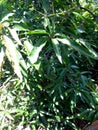 Mango tree leaves