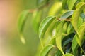 Mango Tree leaves Royalty Free Stock Photo