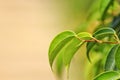 Mango Tree leaves Royalty Free Stock Photo