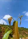 Mango tree leaves. Selective focus. blurred blue sky background Royalty Free Stock Photo