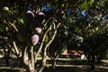 Mango tree with lots of fruit on a small family farm Royalty Free Stock Photo