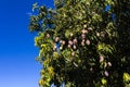 Mango tree with lots of fruit on a small family farm Royalty Free Stock Photo