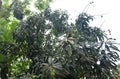 Mango Tree Low Angle Shot. Royalty Free Stock Photo