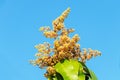 Mango tree (Mangifera indica L.) inflorescence with tiny green, yellow, flowers.