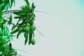 Mango tree Royalty Free Stock Photo