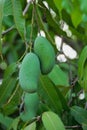 Mango tree Royalty Free Stock Photo