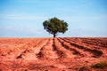Mango tree in the middle of acres of cassava. Royalty Free Stock Photo