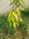 Mango tree new edition in my garden