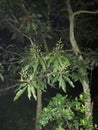 mango tree