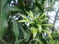 Mango tree nude in Indian village with green colour environment