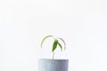 Mango tree nursed with seeds in a pot on white table. Young mango tree seedling, Mangifera indicia, with bright green Royalty Free Stock Photo