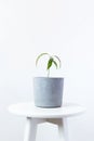 Mango tree nursed with seeds in a pot on white table. Young mango tree seedling, Mangifera indicia, with bright green Royalty Free Stock Photo