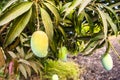 Mango and Mango Tree at Mango Orchad Royalty Free Stock Photo