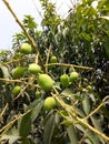 Mango tree Royalty Free Stock Photo