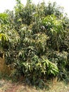 Mango tree Royalty Free Stock Photo