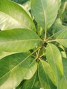 Mango Tree pic Royalty Free Stock Photo