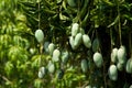 Mango tree Royalty Free Stock Photo