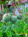 Mango tree plants gardens nature green