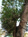 a mango tree ridden by an orchid