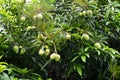 Mango tree Royalty Free Stock Photo