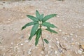 mango tree with single leaves.