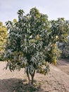 Mango tree small young mangoes plant fruit mango-tree mangifera indica sindhri immature mango-plant with green leaves photo Royalty Free Stock Photo