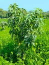 Mango tree small and young mangoes plant fruit mango-tree mangifera indica sindhri immature mango-plant image photo Royalty Free Stock Photo