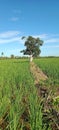 Mango tree Royalty Free Stock Photo