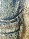 Mango tree trunk detail texture Royalty Free Stock Photo