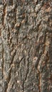 Mango tree trunk texture Royalty Free Stock Photo