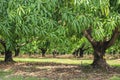 Mango trees on farm. Orchard, fruit trees. Royalty Free Stock Photo