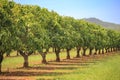 Mango trees on farm. Orchard, fruit trees Royalty Free Stock Photo