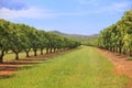 Mango trees on farm. Orchard, fruit trees.